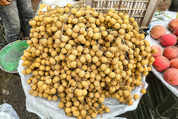 বাজারে বাড়ছে কাঠলিচু বা পিচ ফলের চাহিদা ও বিক্রি